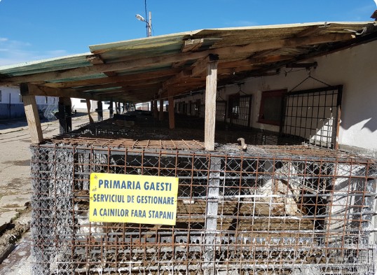 gestionare caini fara stapan